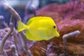 Bubbles, the yellow tang fish